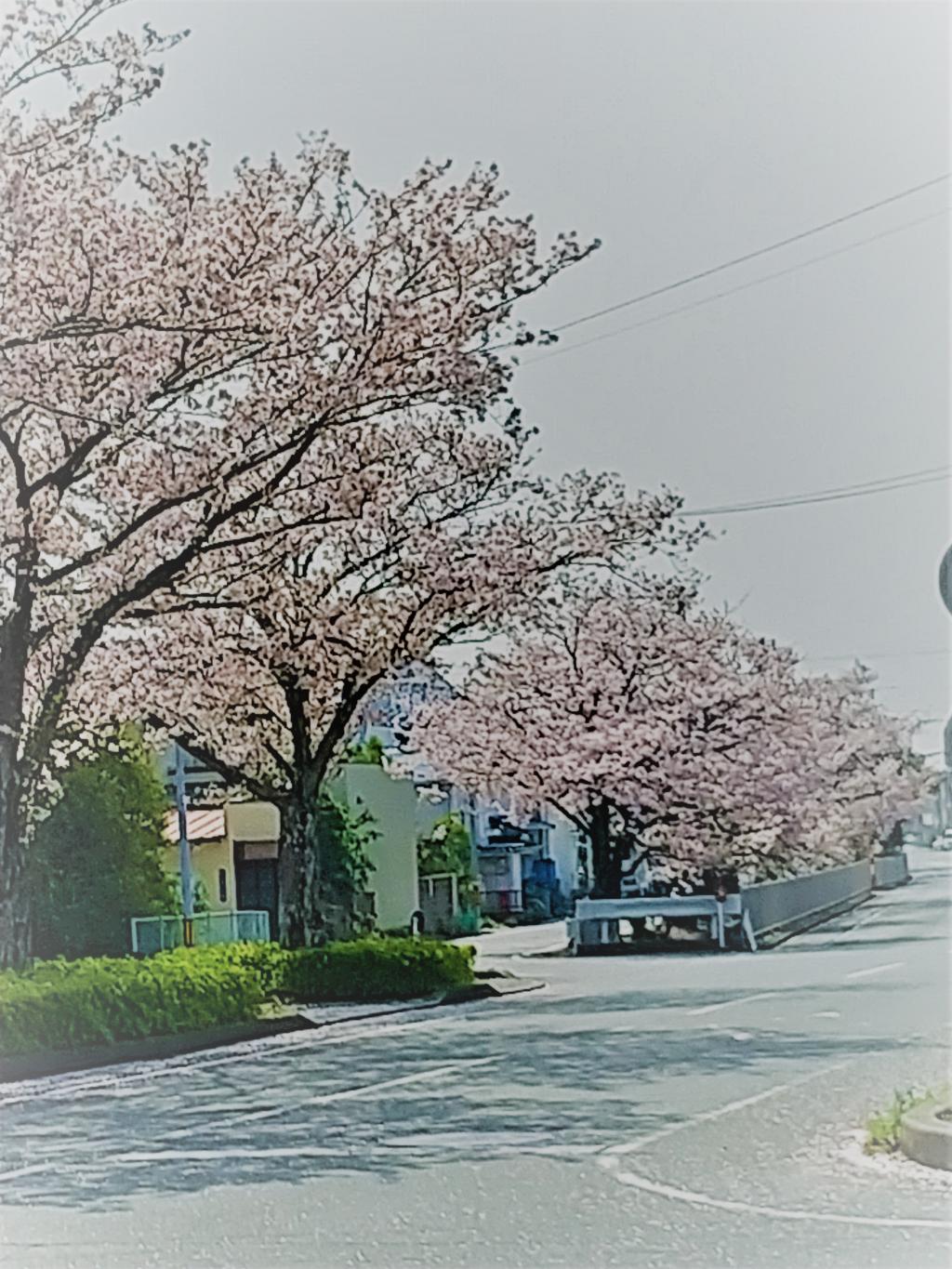 　　桜　　